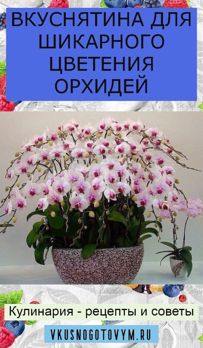 ВКУСНЯТИНА ДЛЯ ШИКАРНОГО ЦВЕТЕНИЯ ОРХИДЕЙ ВКУСНЯТИНА ДЛЯ ШИКАРНОГО ЦВЕТЕНИЯ ОРХИДЕЙ