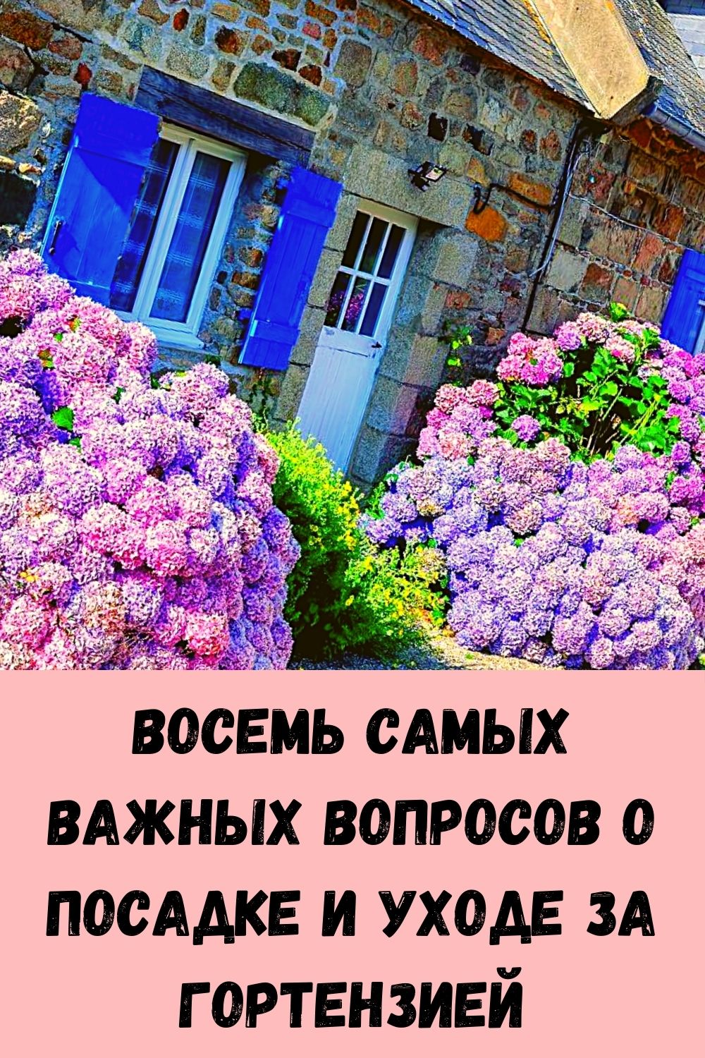 Восемь самых важных вопросов о посадке и уходе за гортензией
