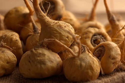 Перуанская мака для женщин: польза, как применять
