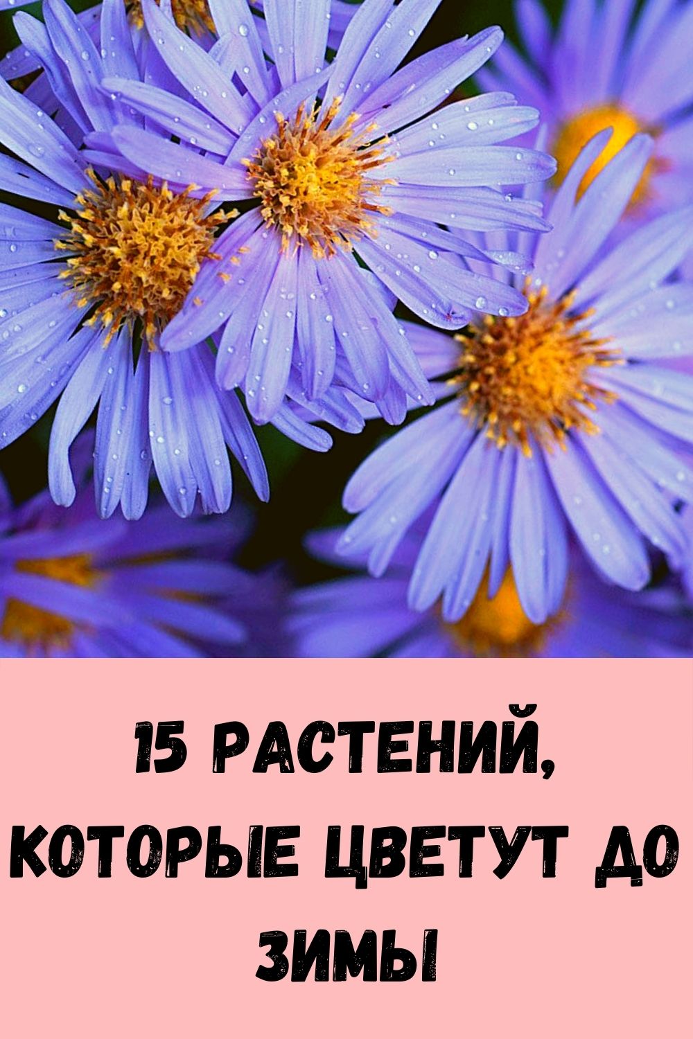 15 растений, которые цветут до зимы