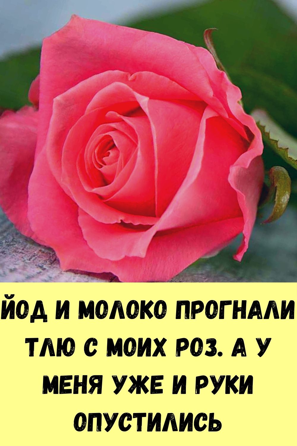 Йод и молоко прогнали тлю с моих роз. А у меня уже и руки опустились