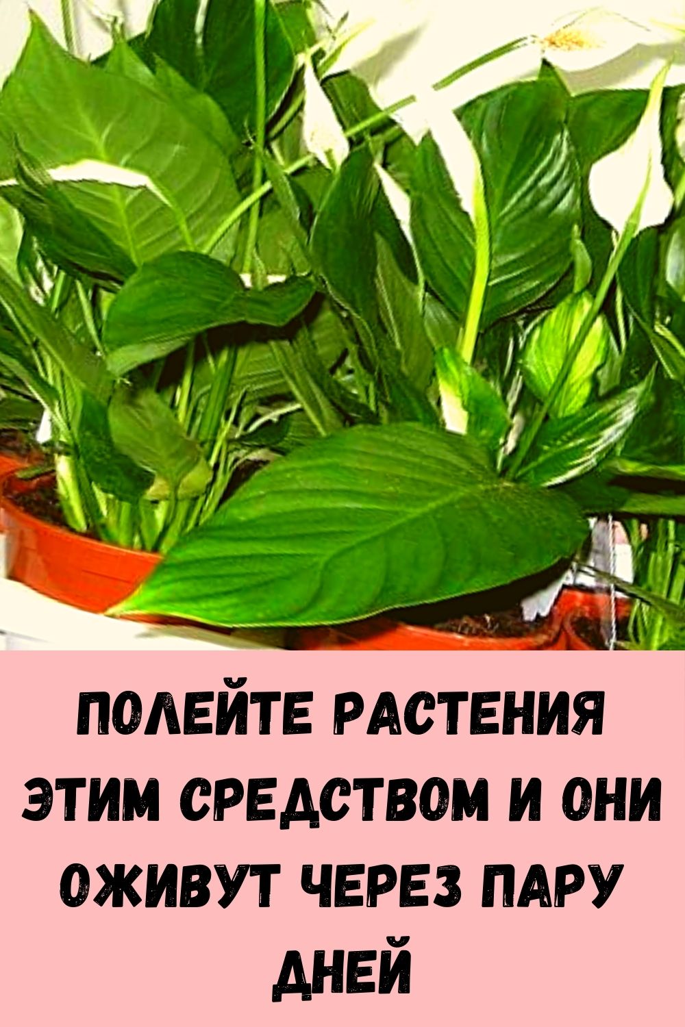 Полейте растения этим средством и они оживут через пару дней