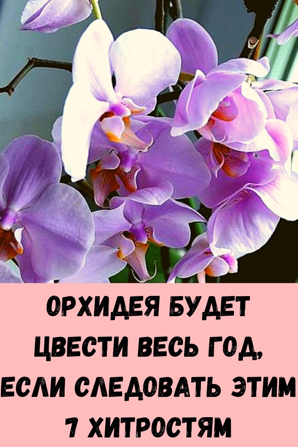 Орхидея будет цвести весь год, если следовать этим 7 хитростям