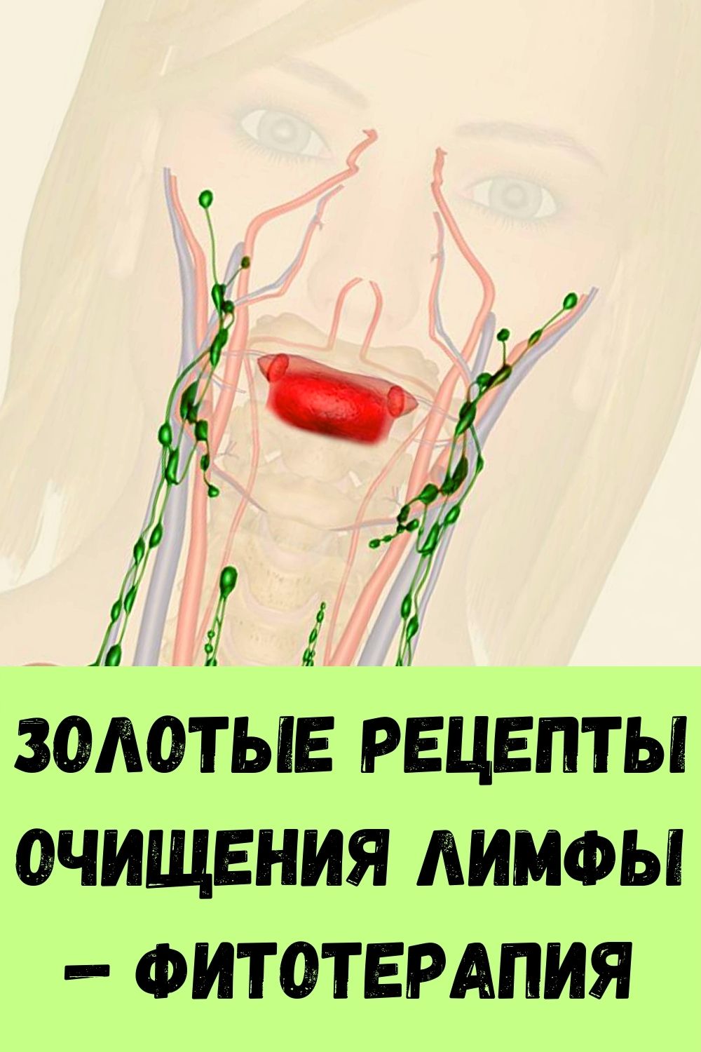Золотые рецепты очищения лимфы — фитотерапия