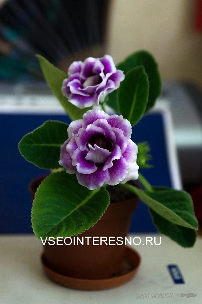 Глоксиния для начинающих Глоксиния для начинающих