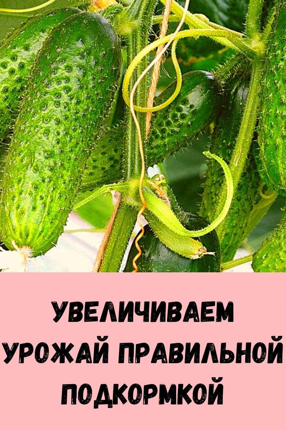 Увеличиваем урожай правильной подкормкой