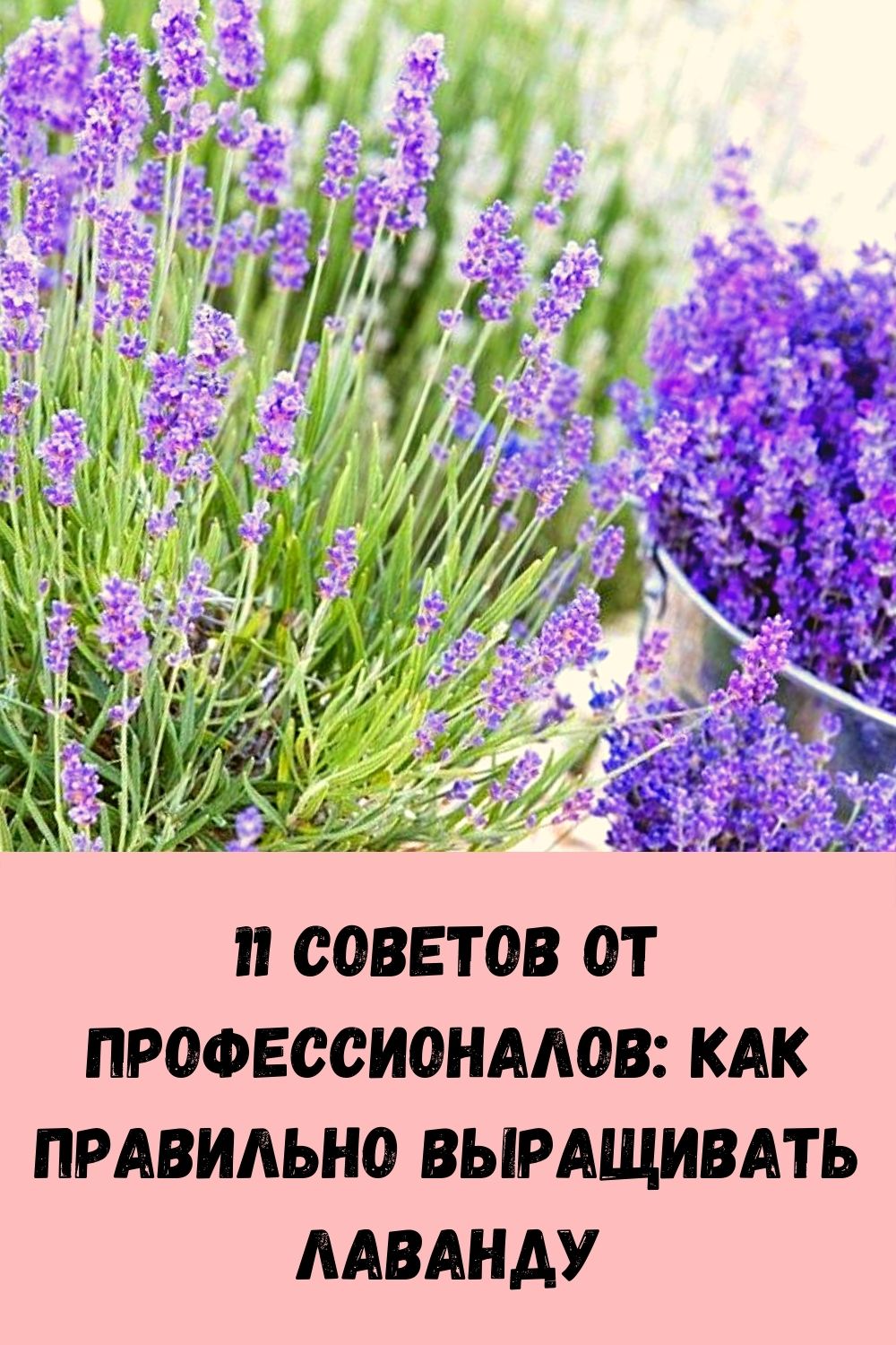 11 советов от профессионалов: как правильно выращивать лаванду