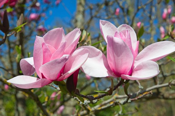 cvetok_magnolii_01