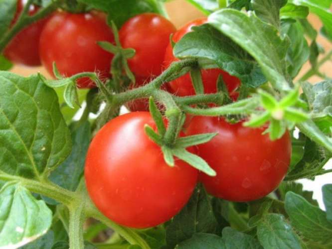 Десять продуктов, которые являются самыми полезными в мире
