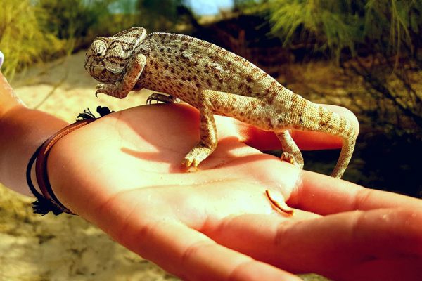 hameleon01