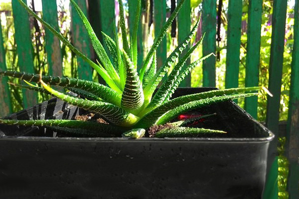 Хавортия полосатая (Haworthia fasciata)