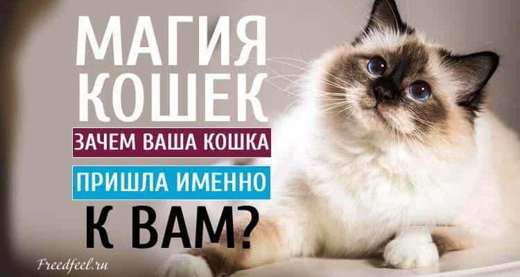 Магия кошек. Зачем ваша кошка пришла именно к вам? Магия кошек. Зачем ваша кошка пришла именно к вам?
