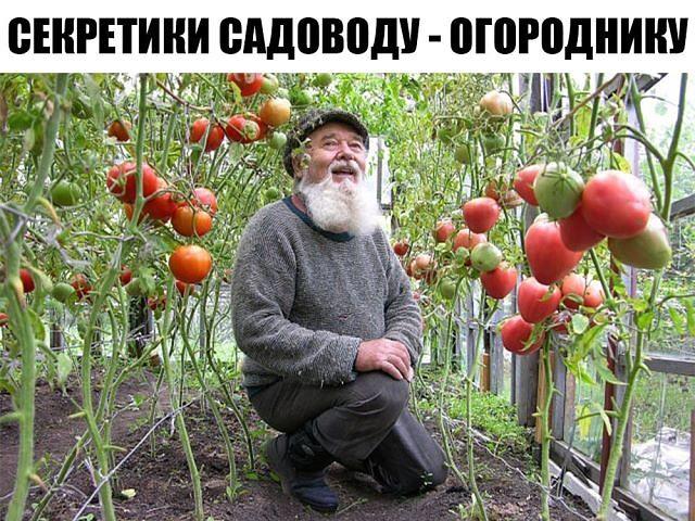Маленькие секретики садоводу — огороднику. Добавь себе в закладки, чтобы не забыть! Маленькие секретики садоводу — огороднику. Добавь себе в закладки, чтобы не забыть!