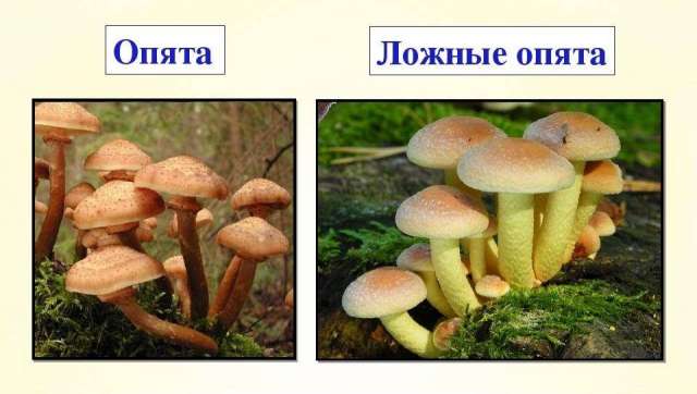Миколог рассказал, как отличить настоящие опята от ложных