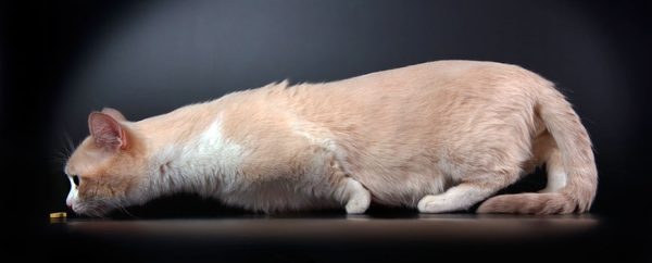 Munchkin_cat_4