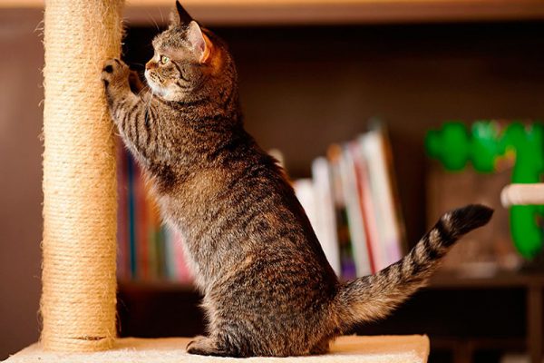 Munchkin_cat_8