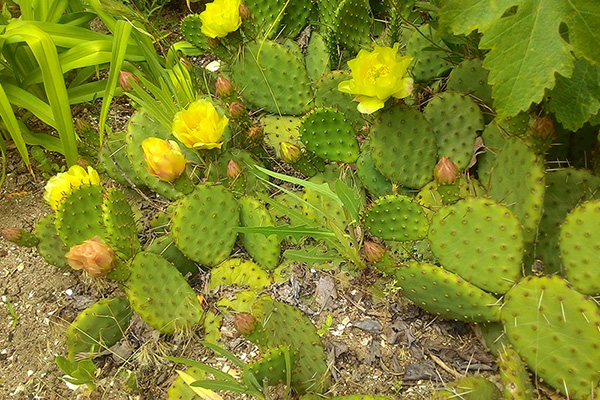 Опунция (Opuntia) кусочек пустыни в саду